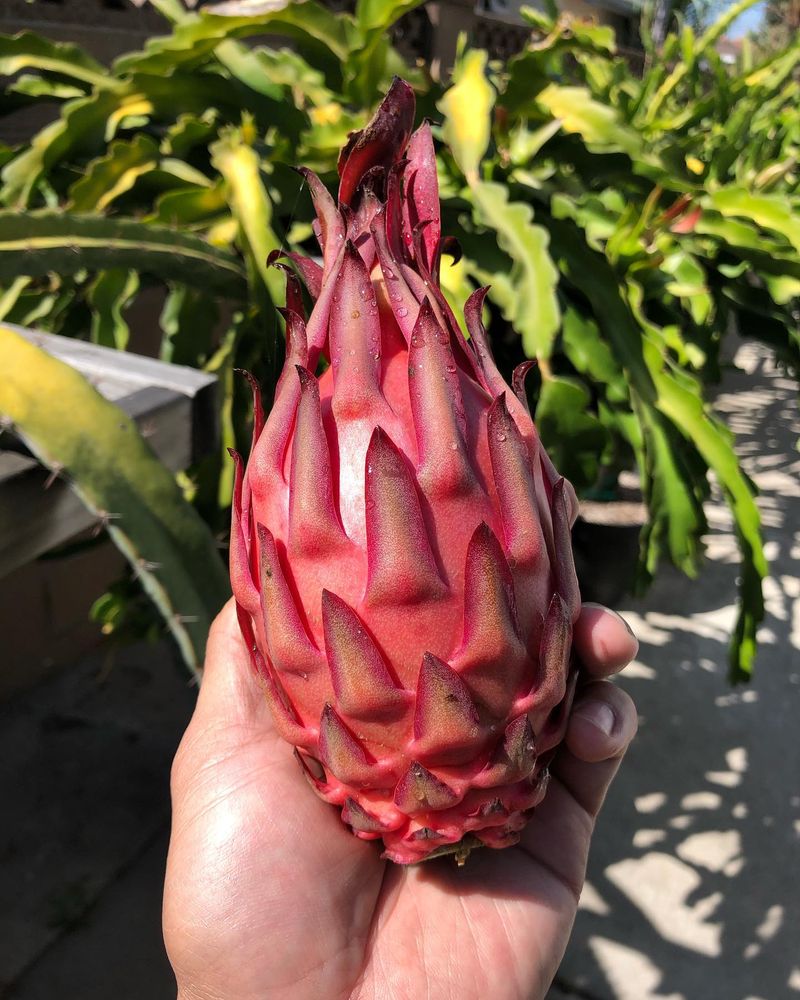 Dragon Fruit