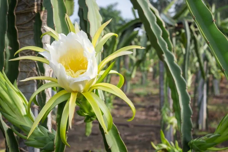 Dragon Fruit Cactus Blossom