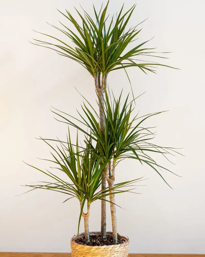 Dragon Tree