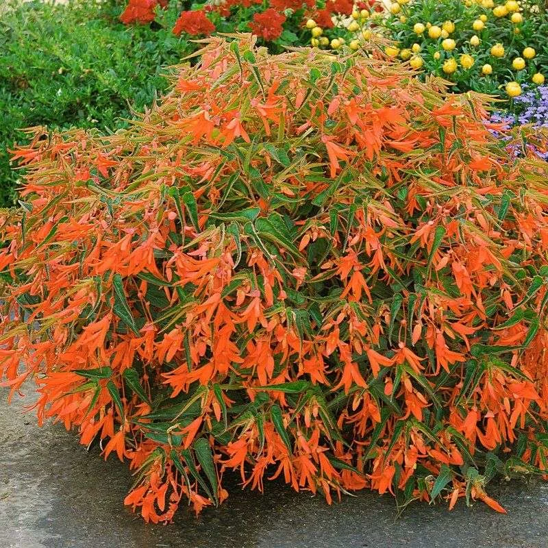 Bolivian Begonia