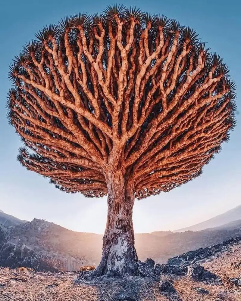 Dragon's Blood Tree