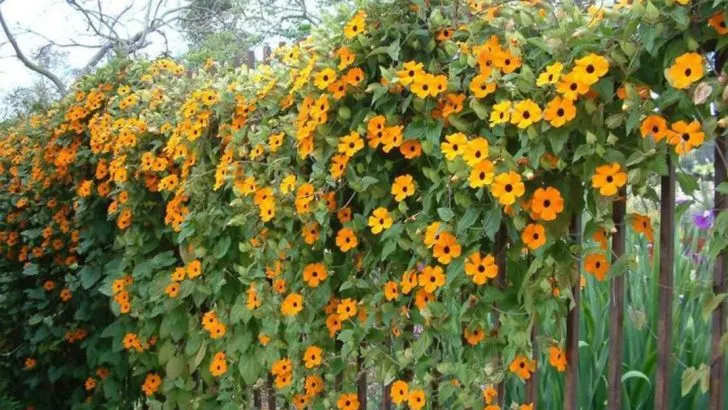 Drawbacks of Growing Black-Eyed Susan Vines That No One Talks About