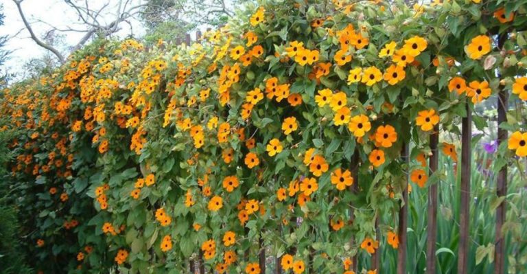 Drawbacks of Growing Black-Eyed Susan Vines That No One Talks About