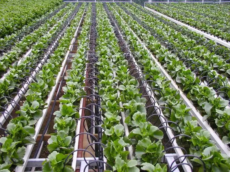 Drip Irrigation Efficiency
