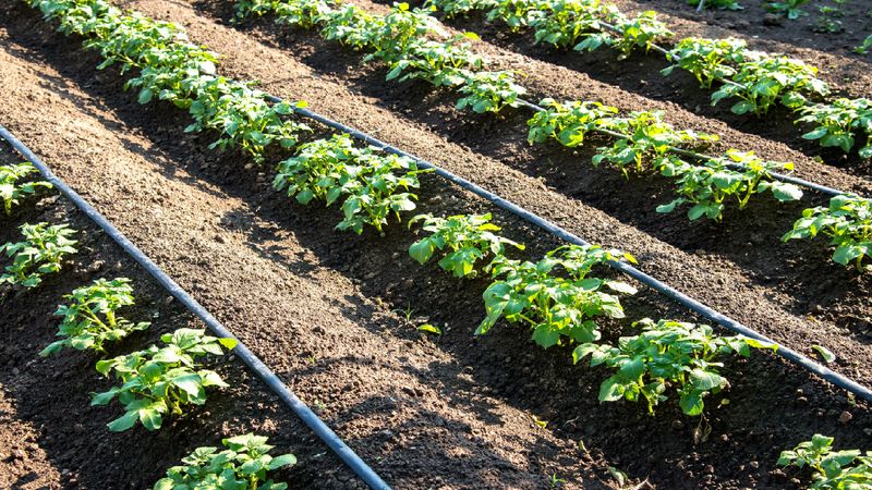 Drip Irrigation