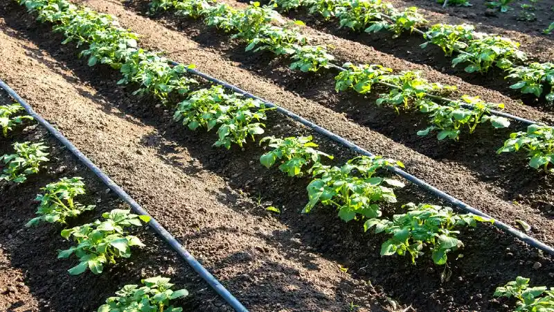 Drip Irrigation