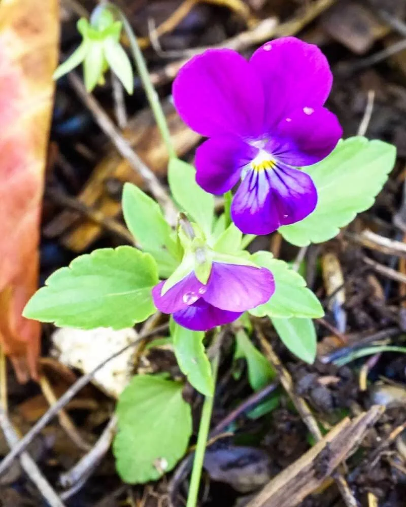 Prostrate Pansy