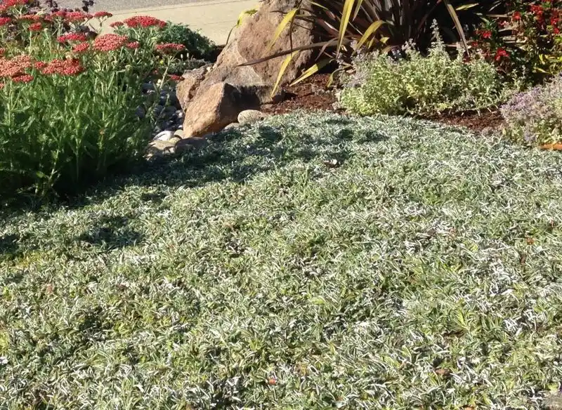 Drought-Resistant Lawn Alternatives