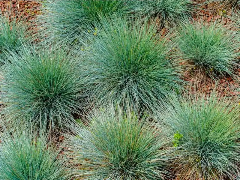 Drought Tolerance