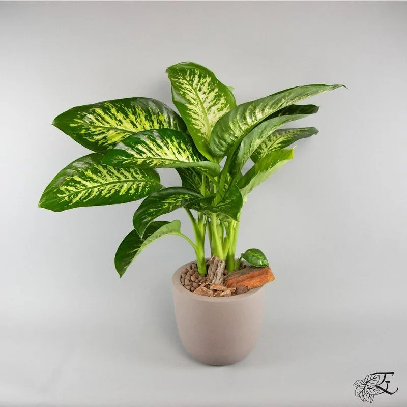 Dumb Cane