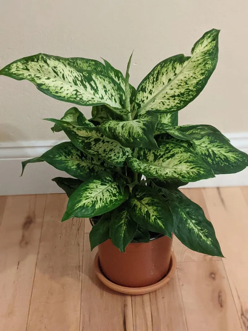 Dumb Cane