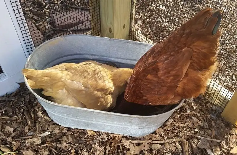 Dust Bath Station
