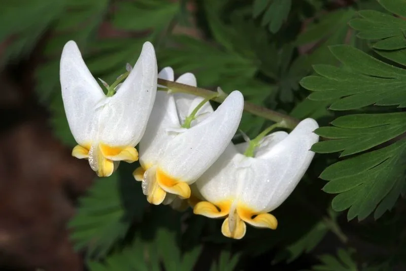 Dutchman's Breeches