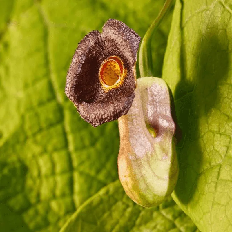 Dutchman's Pipe