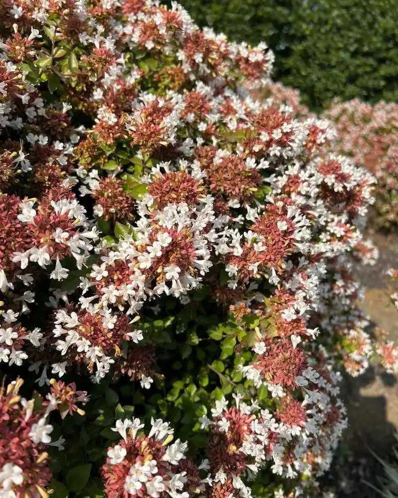 Dwarf Abelia