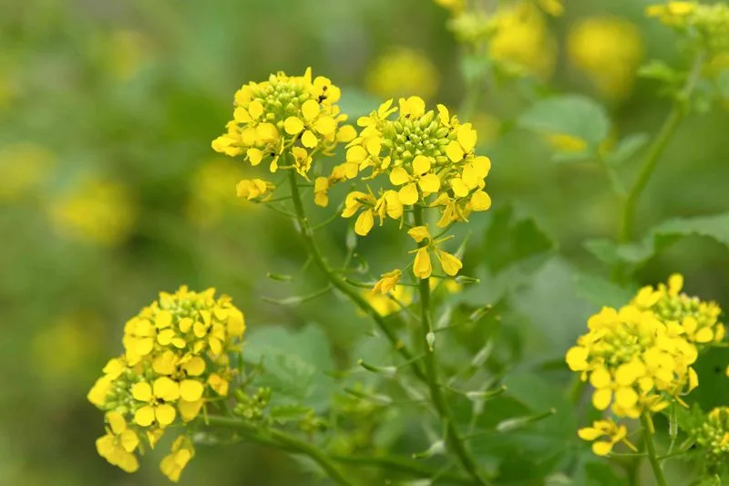 Giant Mustard
