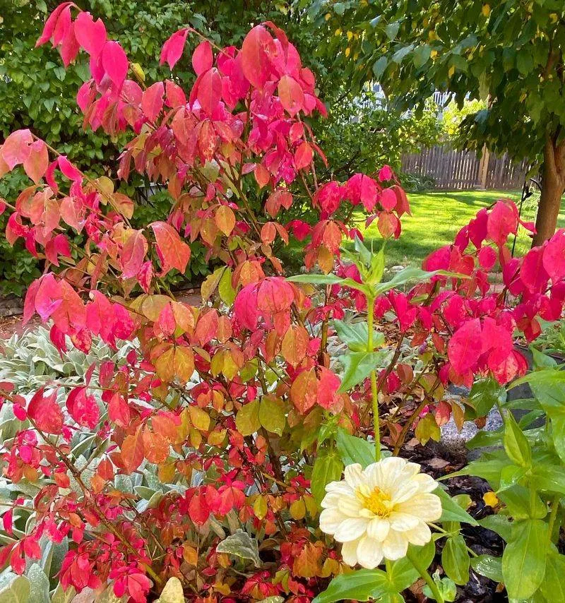 Dwarf Burning Bush