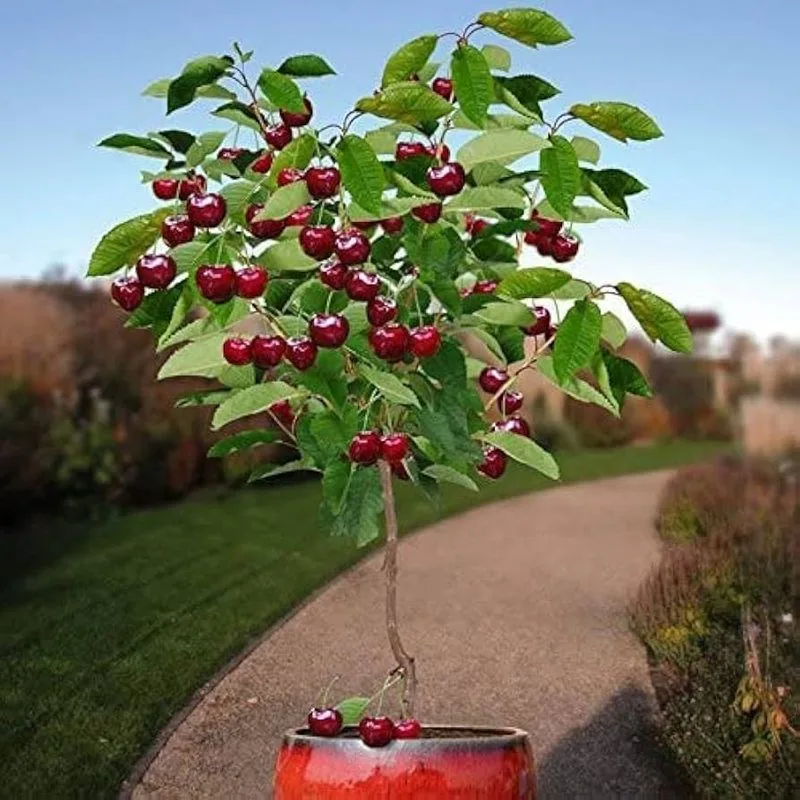 Dwarf Cherry Tree