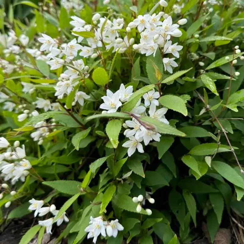 Dwarf Deutzia