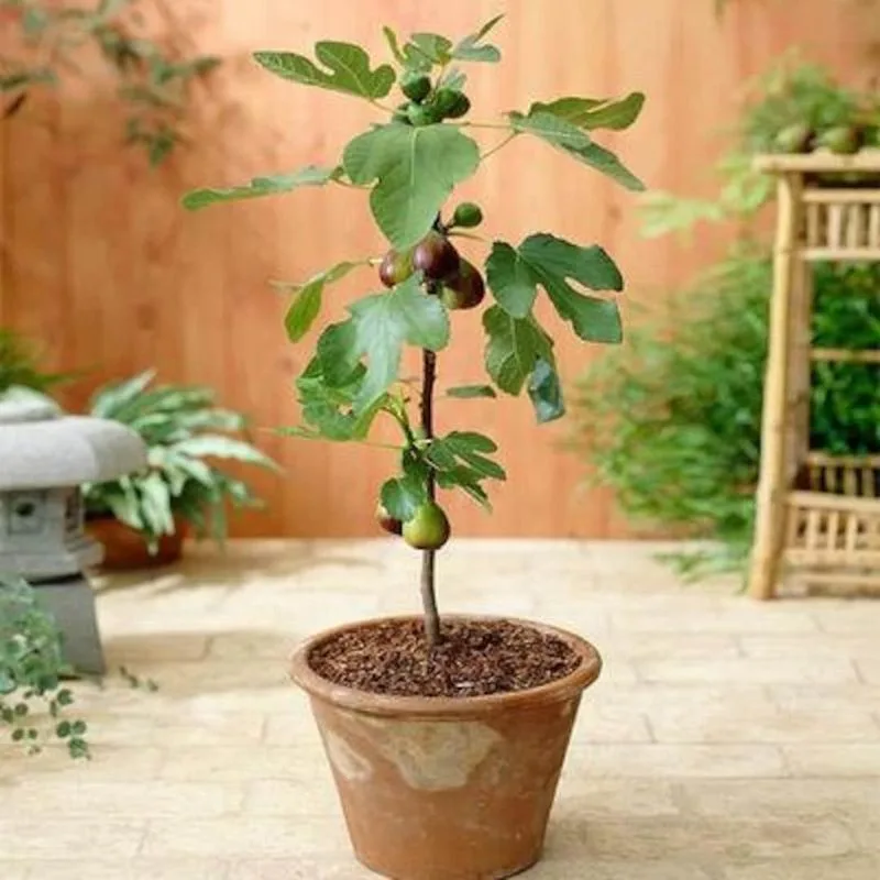 Dwarf Fig Tree