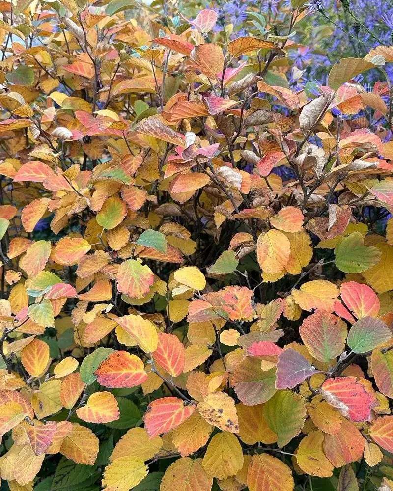 Dwarf Fothergilla