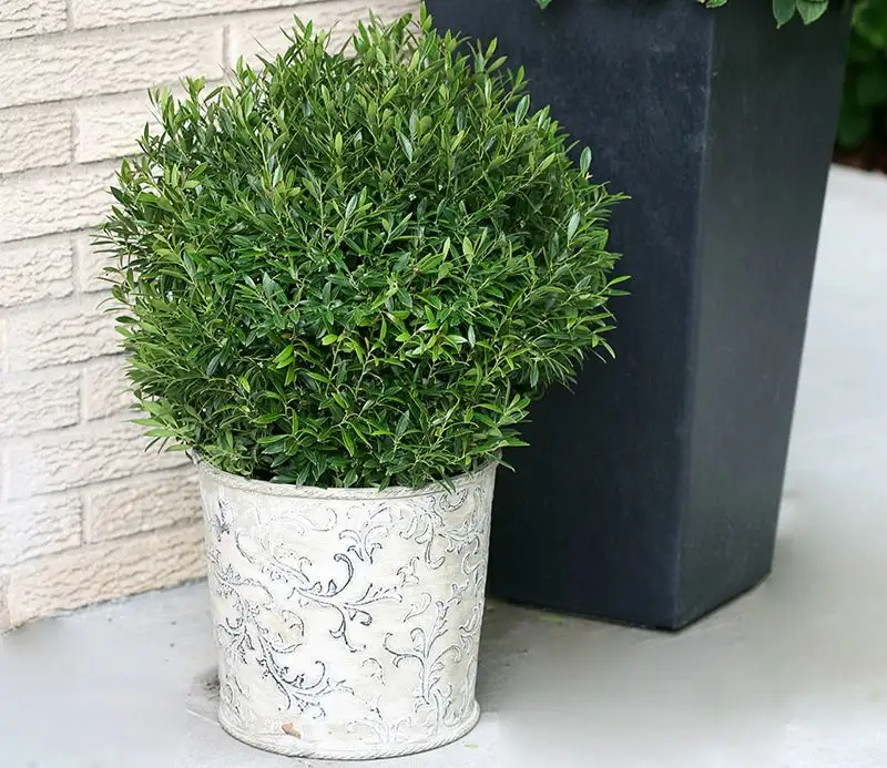 Dwarf Japanese Holly