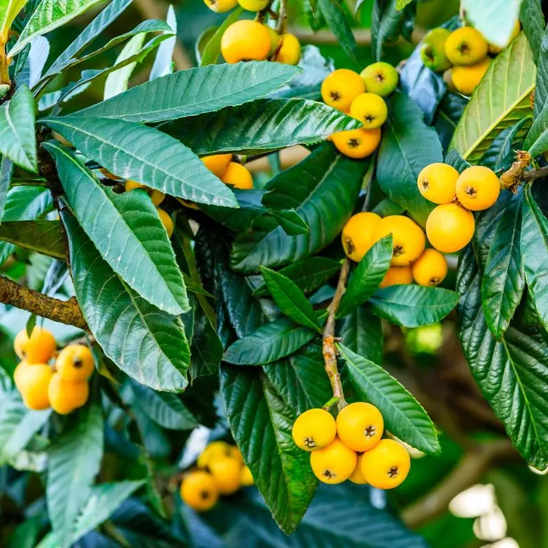 Dwarf Loquat Tree