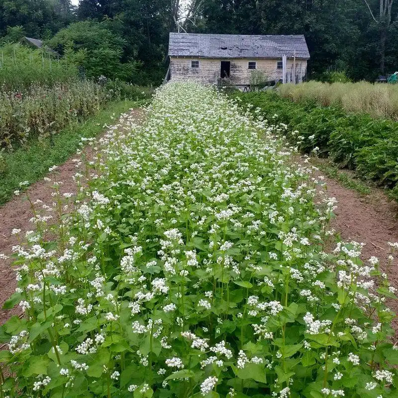 Dwarf Buckwheat