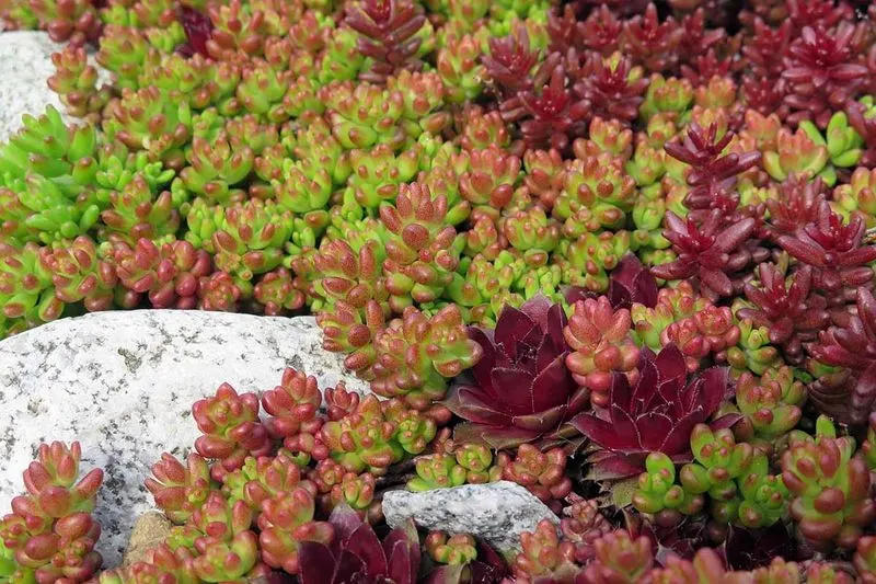 Sedum