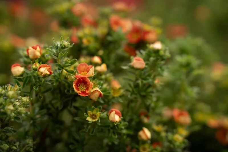 Dwarf Potentilla