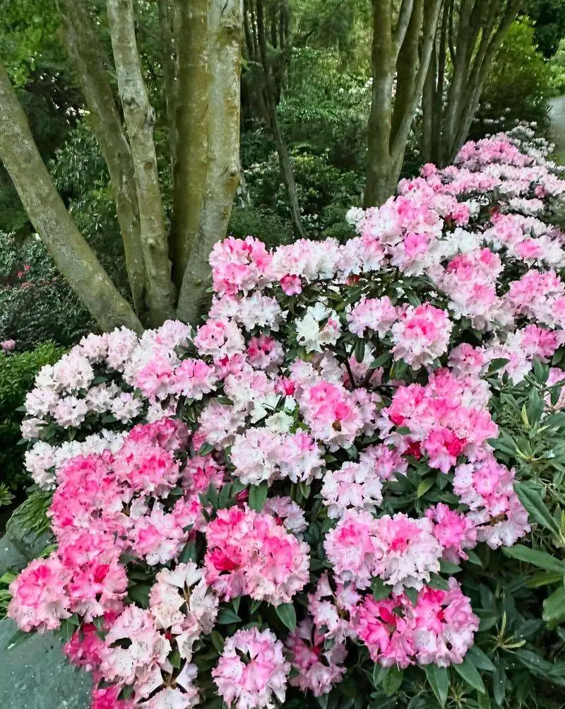 Dwarf Rhododendron
