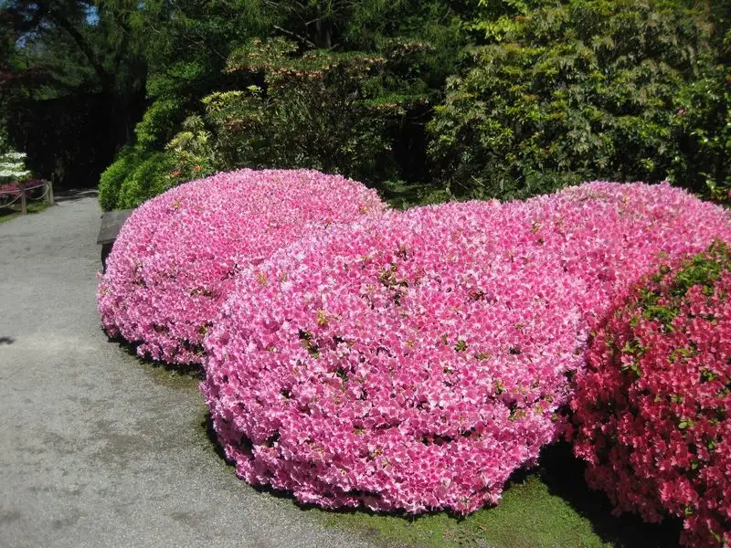 Dwarf Shrub Serenity
