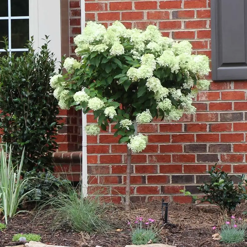 Dwarf Tree Hydrangea