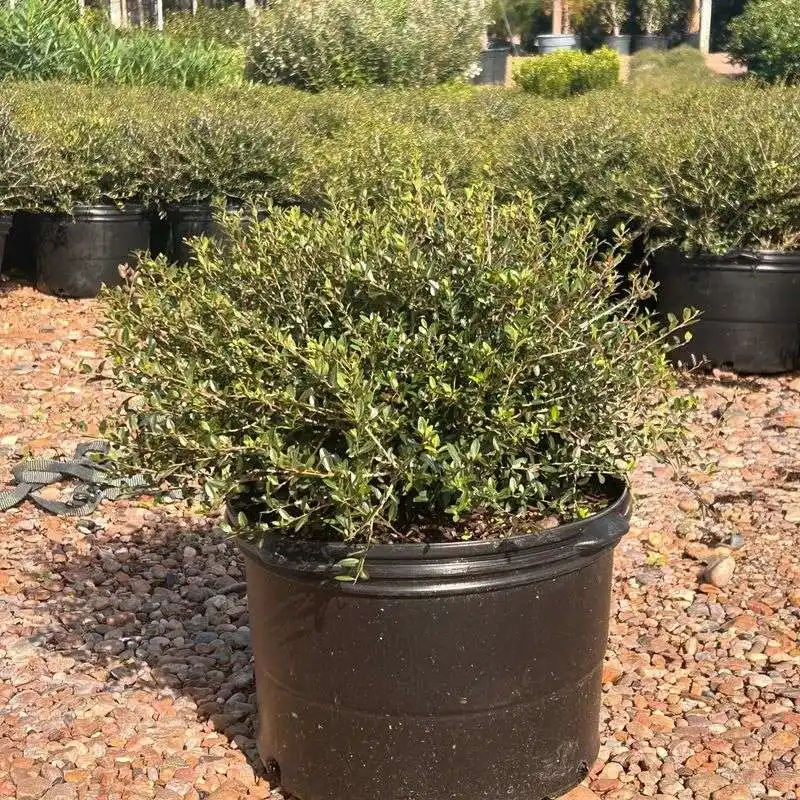 Dwarf Yaupon Holly