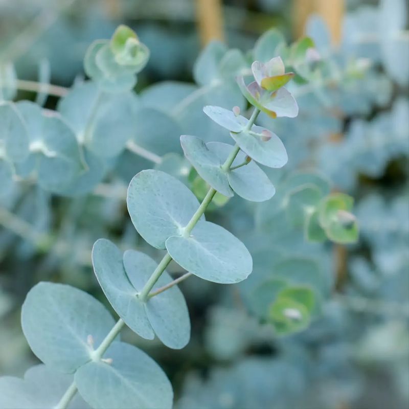 INTJ: Eucalyptus