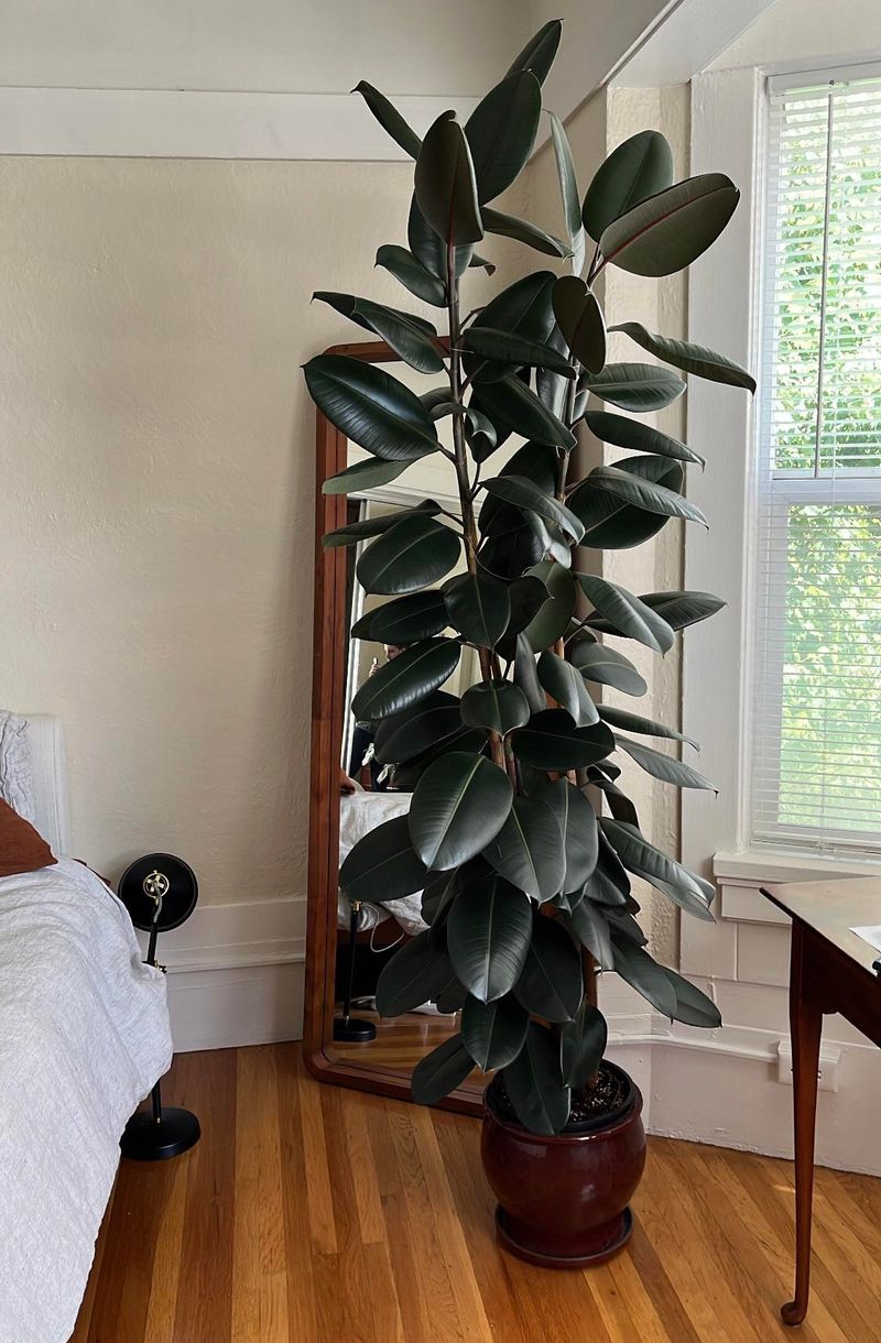 ISTJ: Rubber Plant