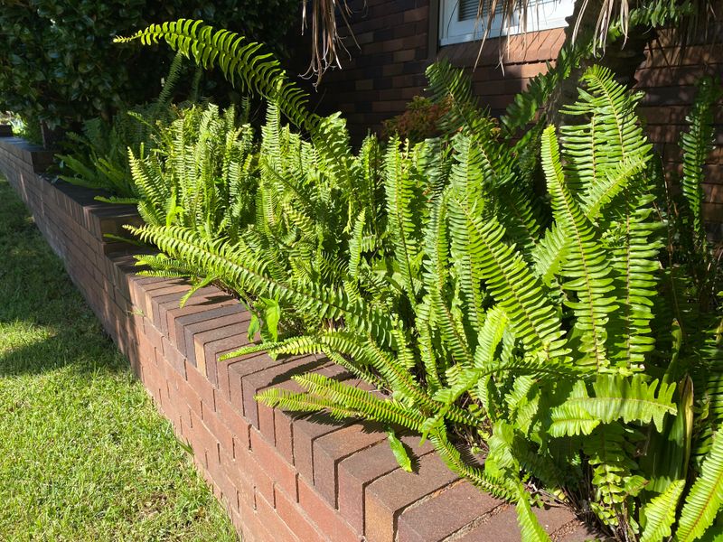 ISFJ: Fern