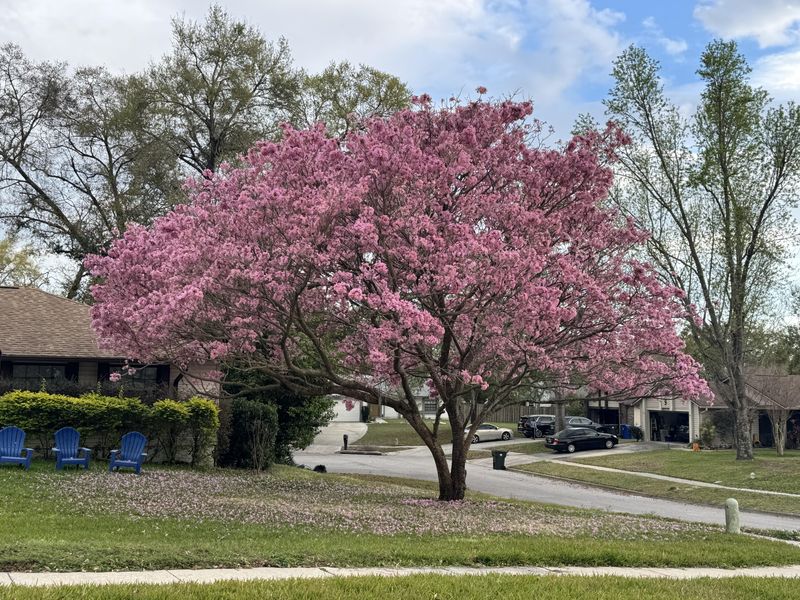 ISFP: Cherry Blossom