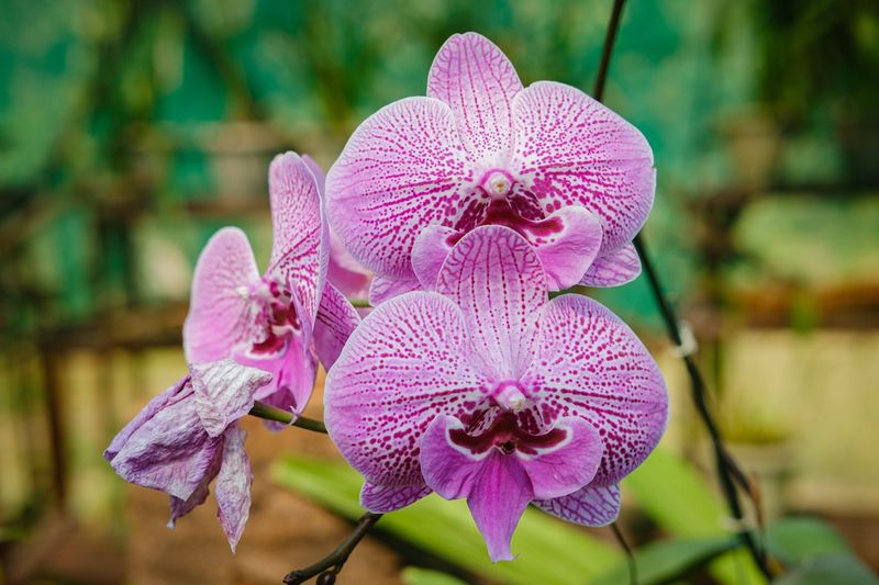 ISFP: Orchid
