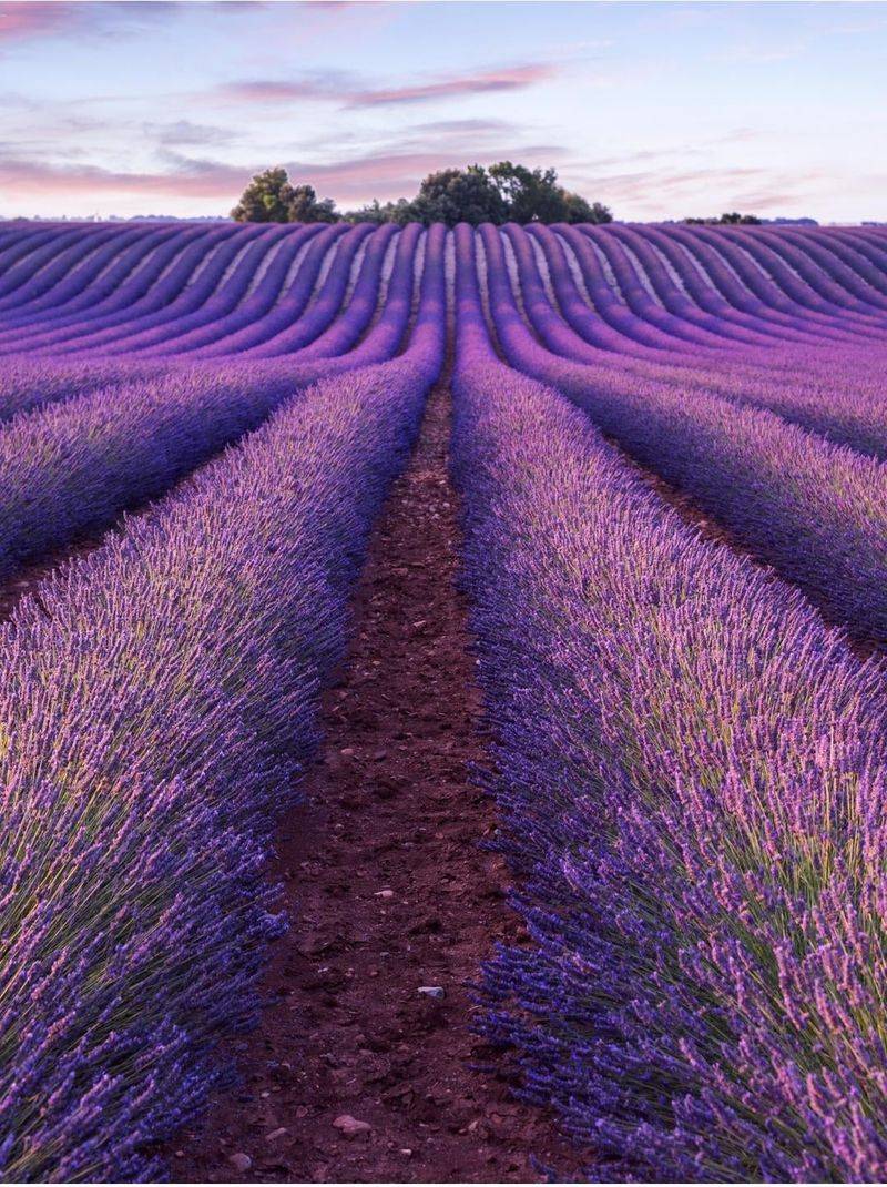 INTP: Lavender