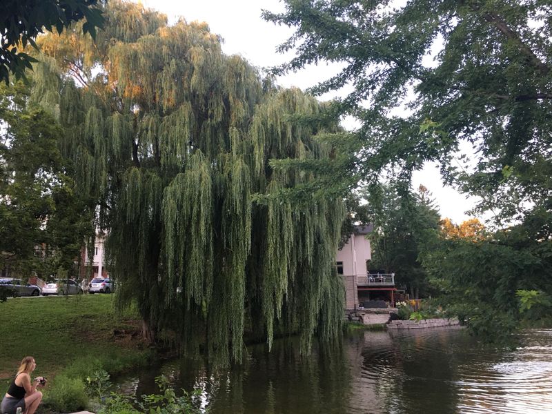 INFP: Willow Tree