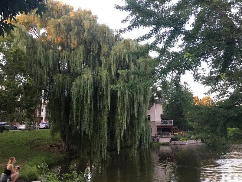 INFP: Willow Tree