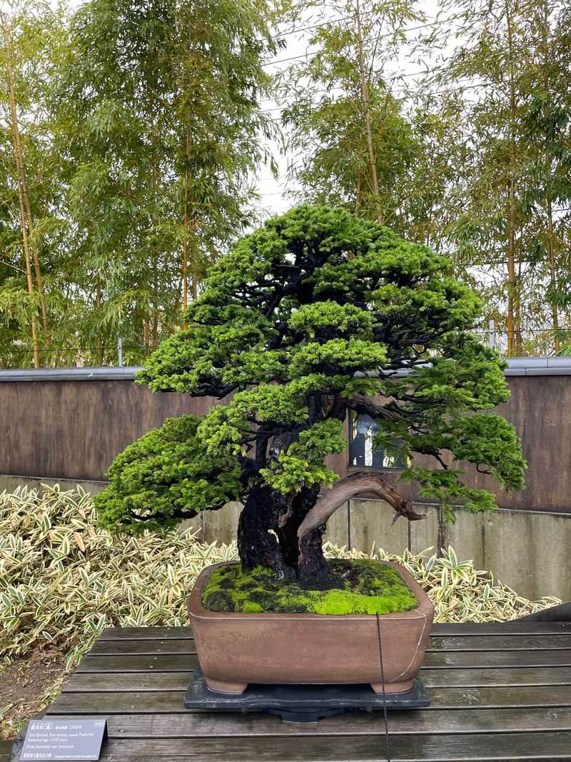 INFJ: Bonsai Tree