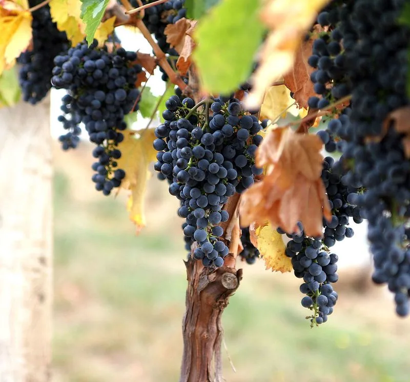 Early Fruit Drop