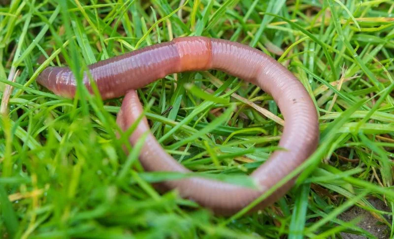 Earthworms
