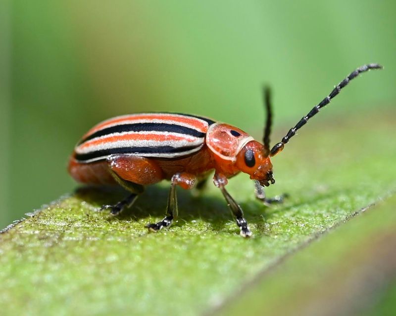 Flea Beetles