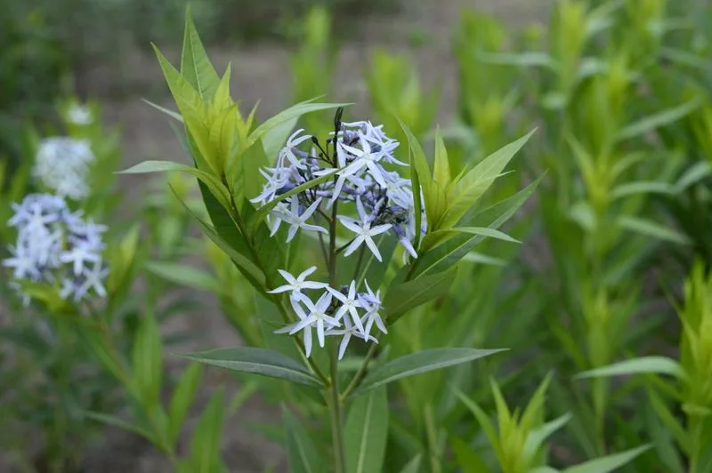 Eastern Bluestar