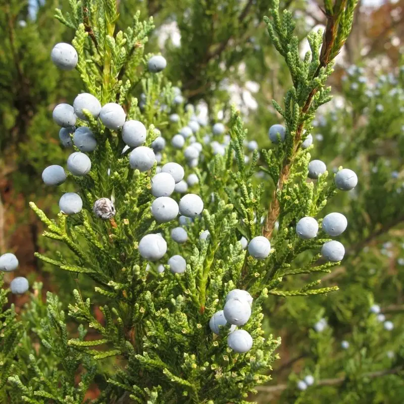 Eastern Red Cedar