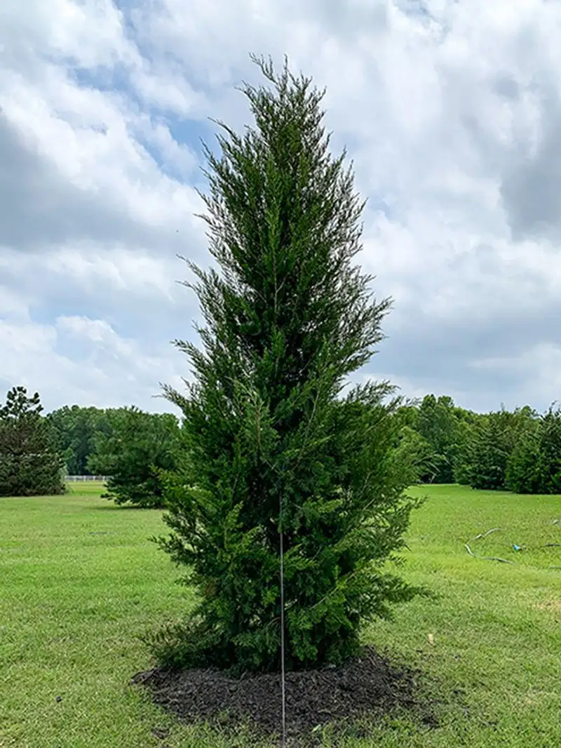 Eastern Red Cedar