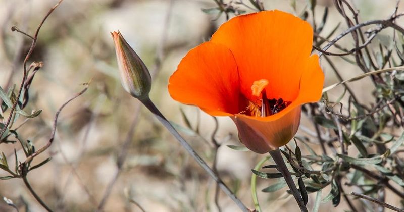 Desert Mariposa Lily